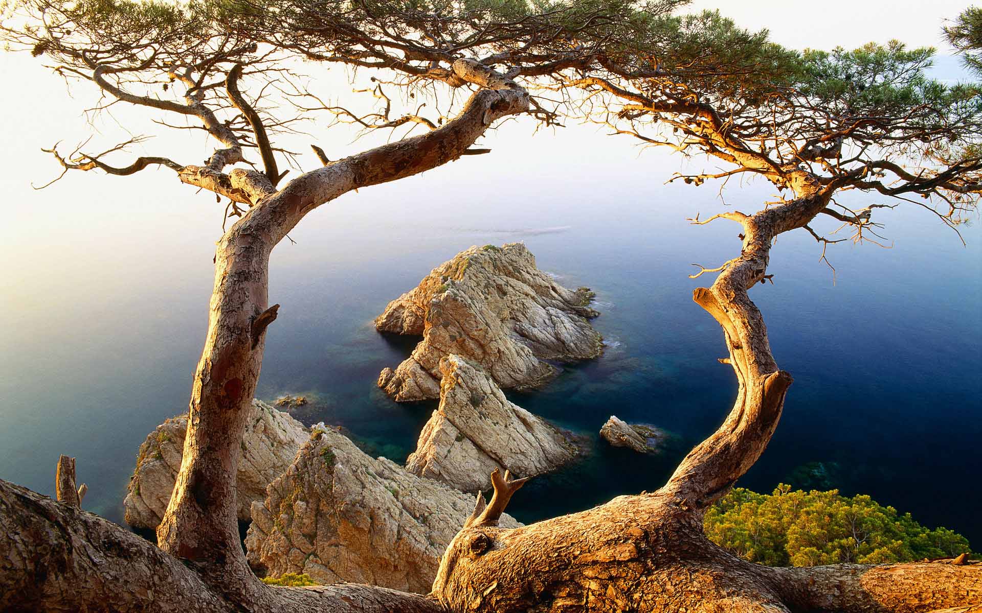 Fond d'ecran Falaises arbre et mer