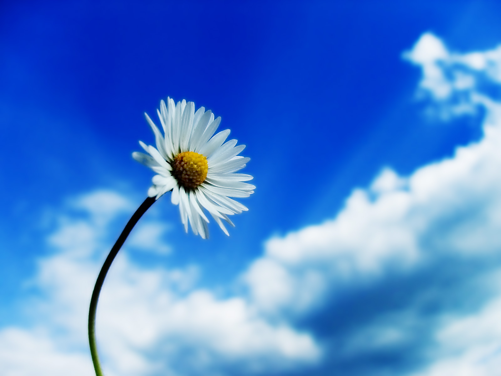 Fond d'ecran Marguerite et ciel