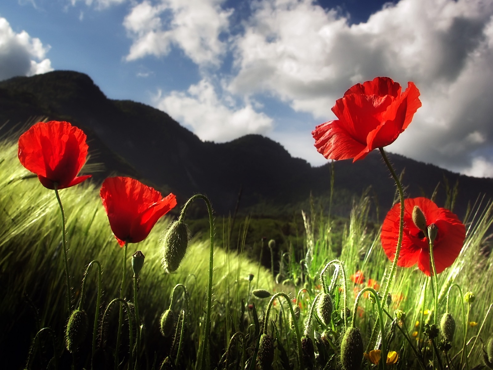 Fond d'ecran Coquelicots en montagne - Wallpaper