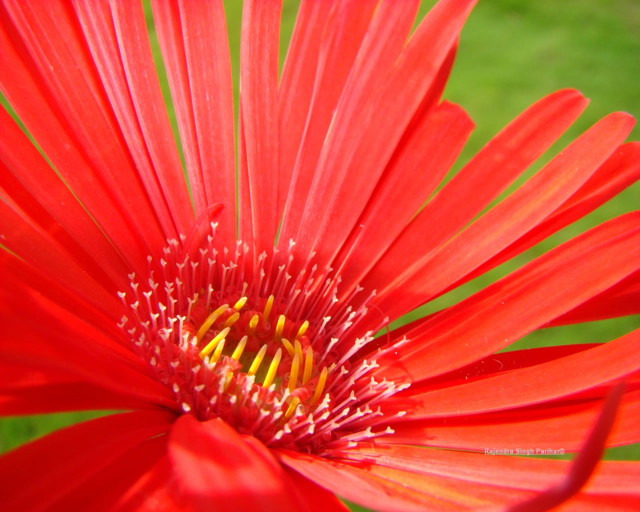 Fond d'ecran Fleurs