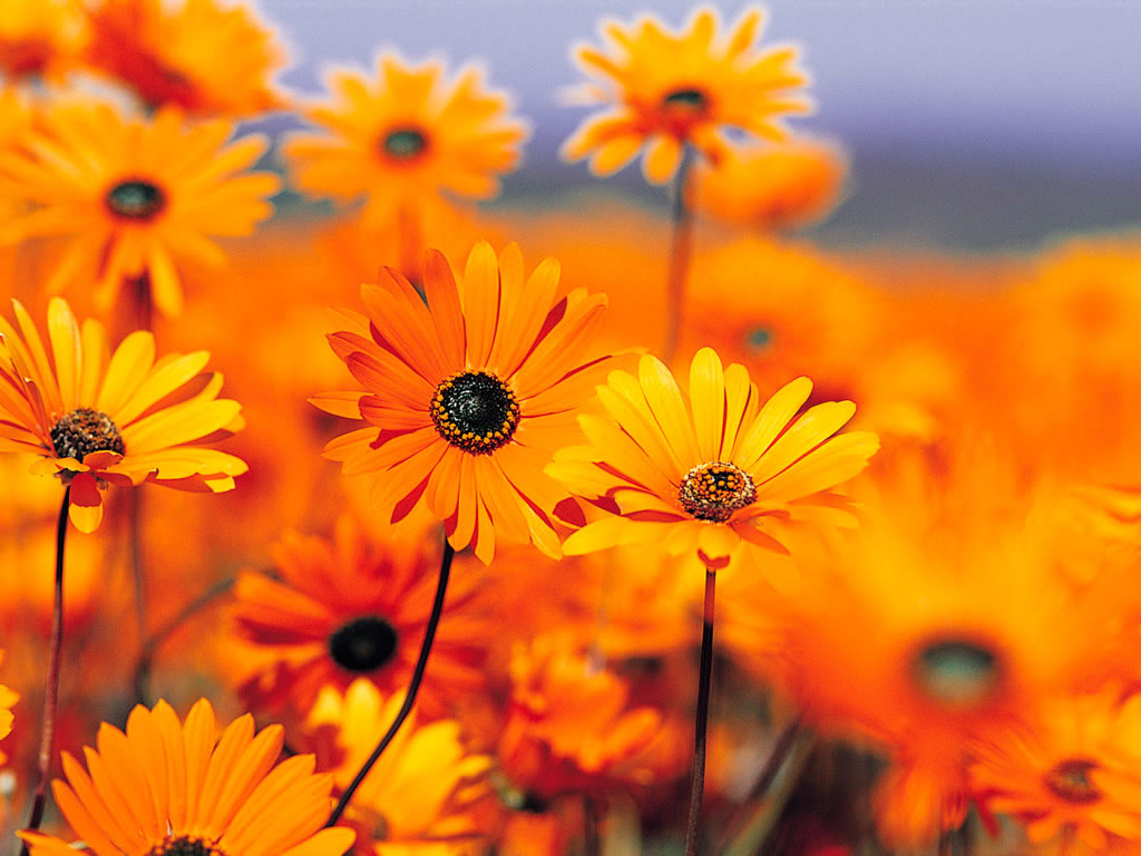 Fond d'ecran Fleurs