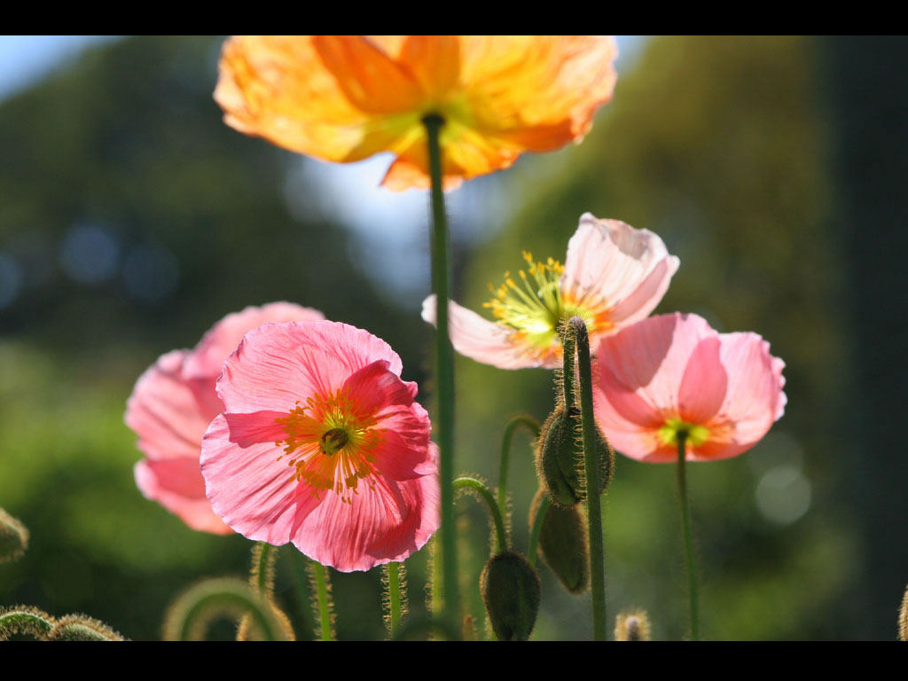 Fond d'ecran Fleurs