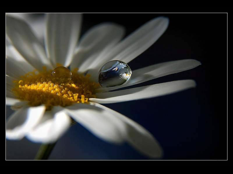 Fond d'ecran Fleurs