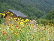 Fleurs de prairie