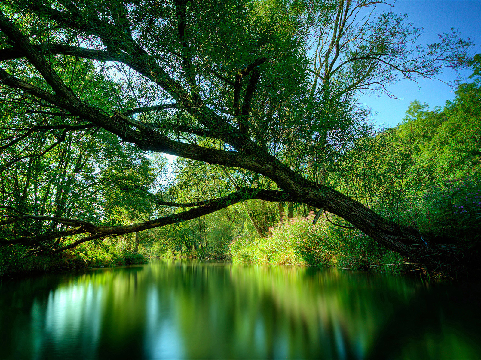 Fond d'ecran Arbre sur la rivire