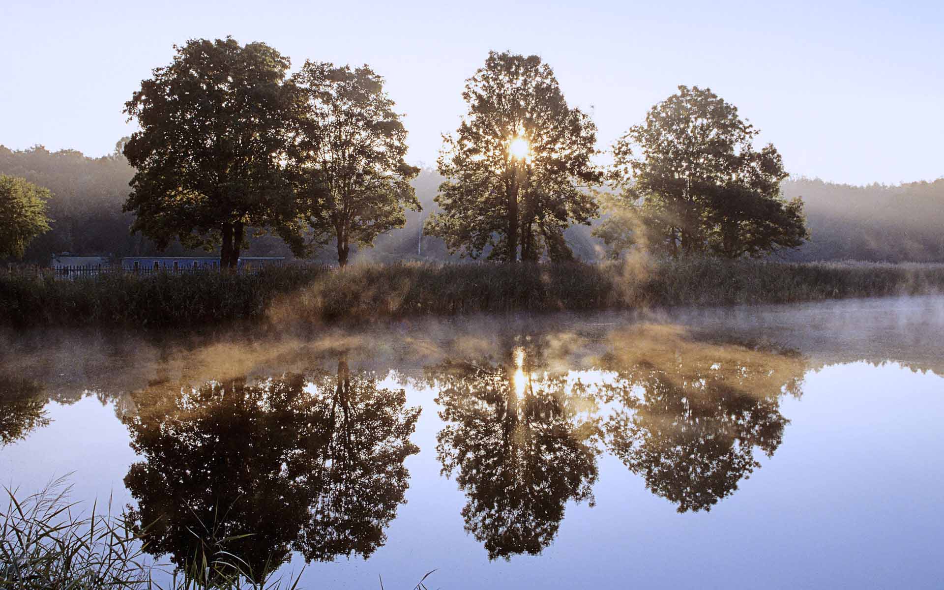 Fond d'ecran Arbres au bord du lac