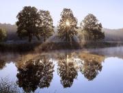 Arbres au bord du lac