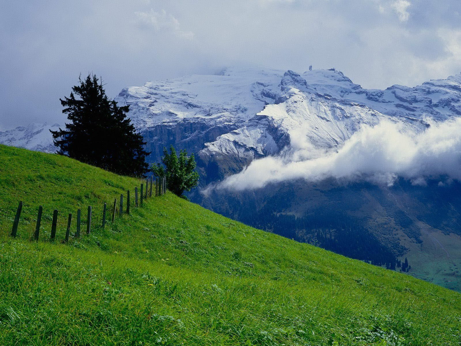 Fond d'ecran Paturages des montagnes