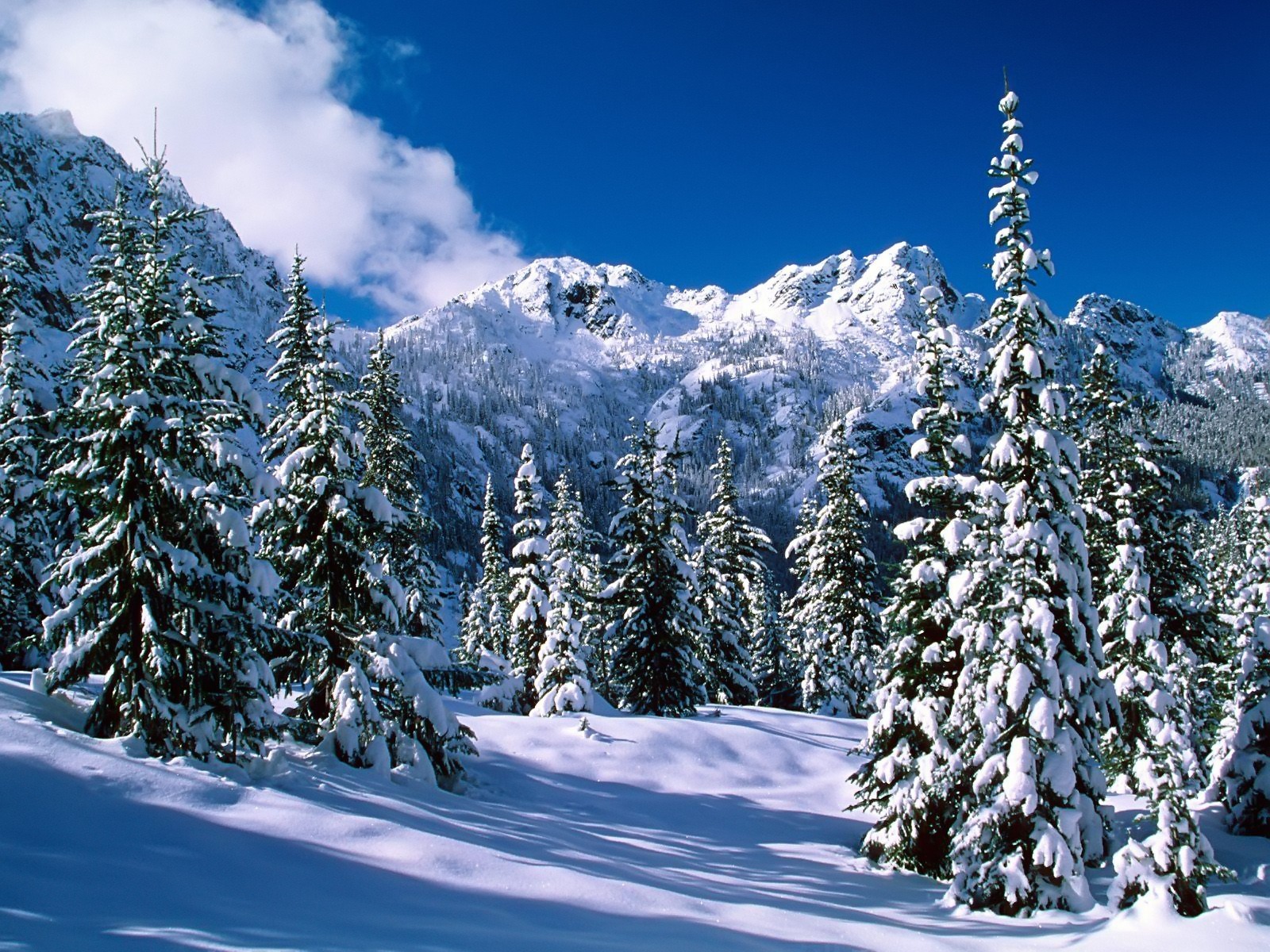 Fond d'ecran Sapins sous la neige