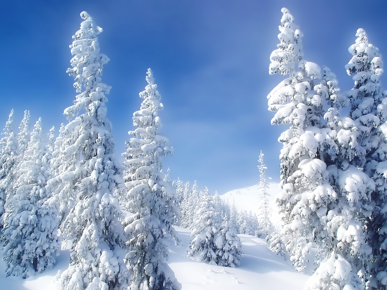 Fond d'ecran Pinde enneige