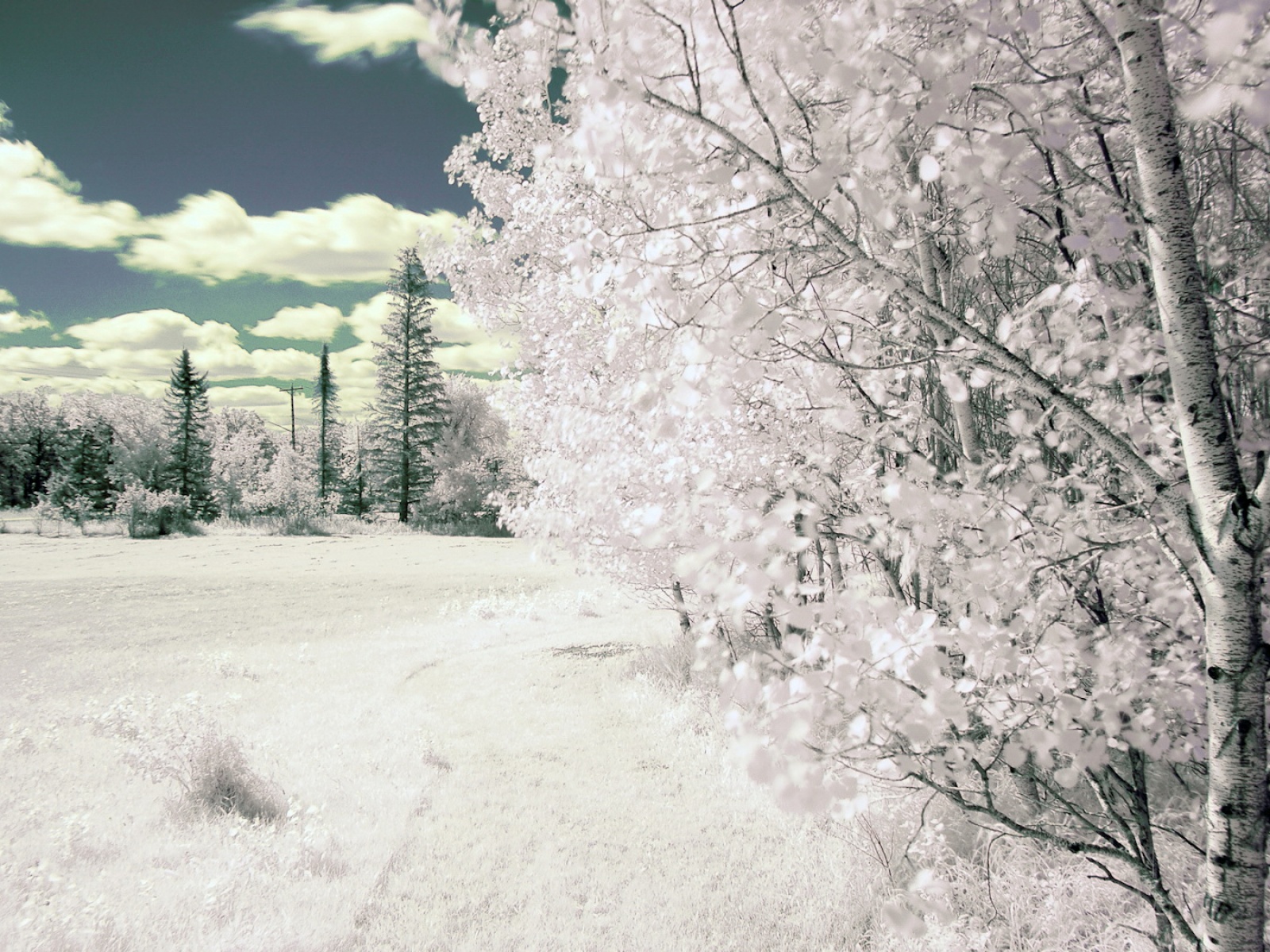 Fond d'ecran Arbre et paysage d'hiver