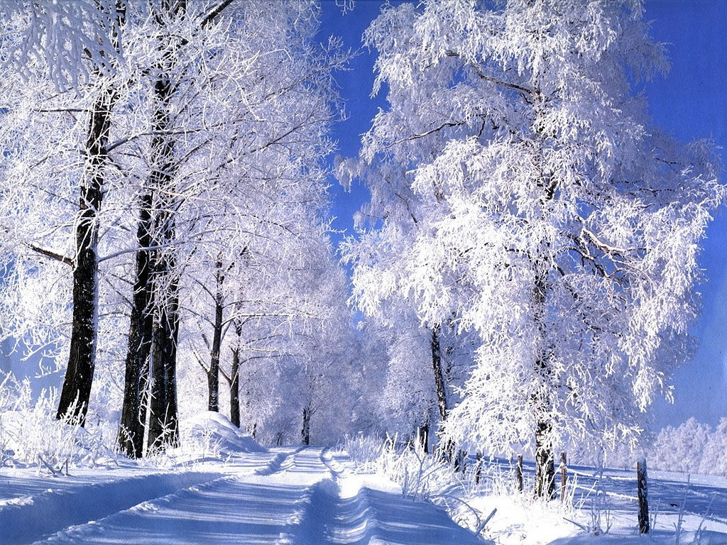 Fond d'ecran Foret sous la neige