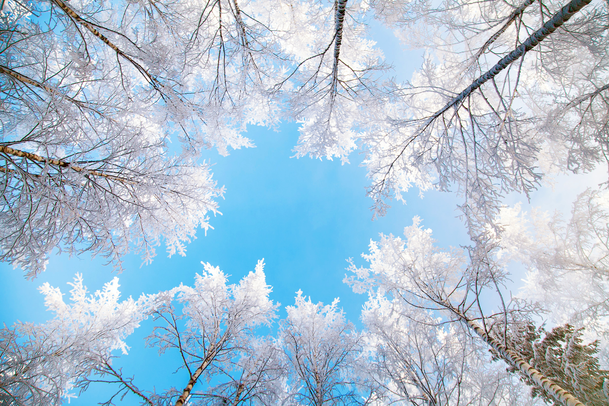 Зимний день воздух. Зима верхушки деревьев. Зимнее дерево. Зимнее небо. Небо зимой.