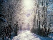 Chemin foret enneige