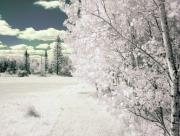 Arbre et paysage d'hiver