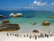 Manchots sur la plage