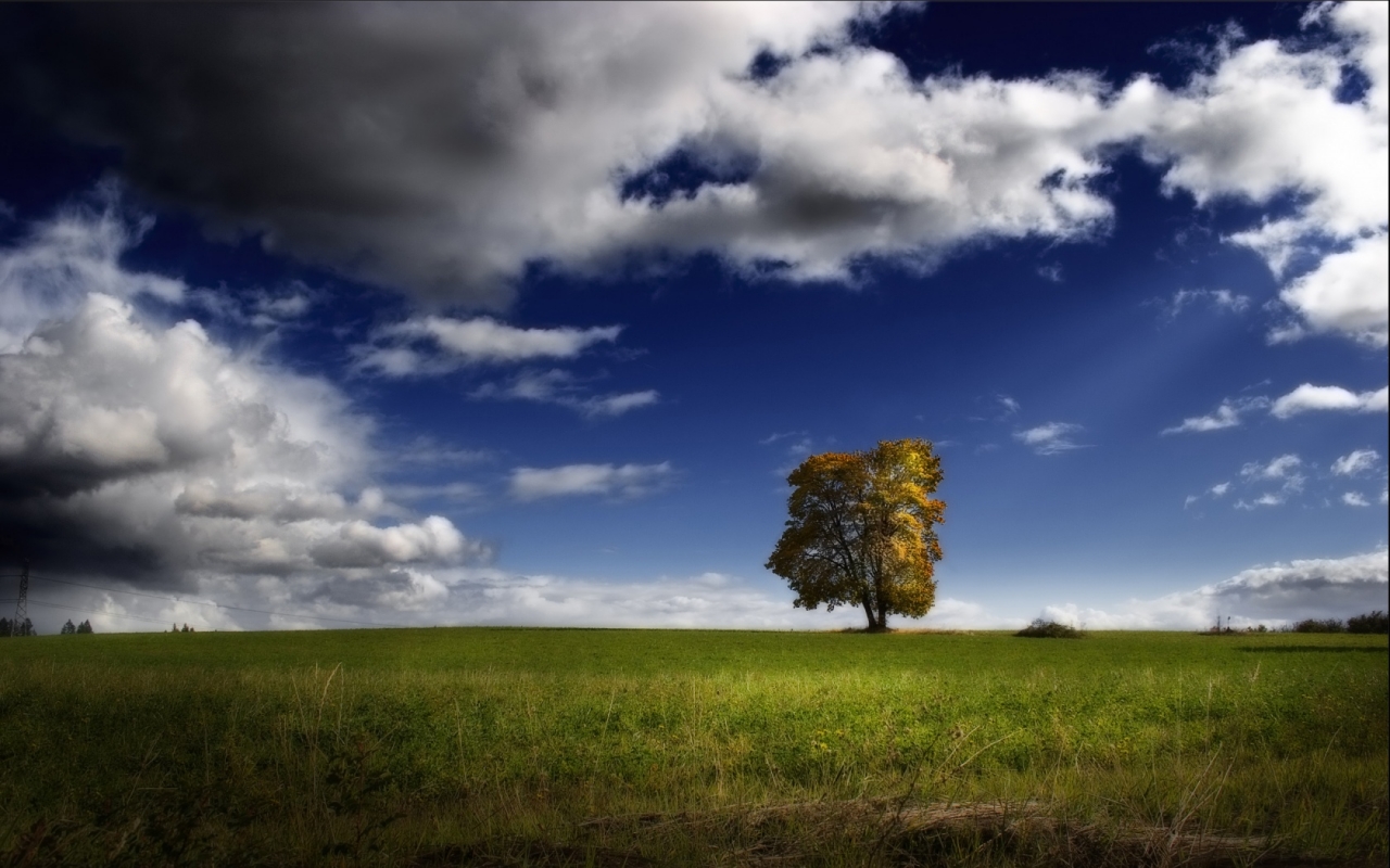 Fond d'ecran Un arbre au milieu de la plaine