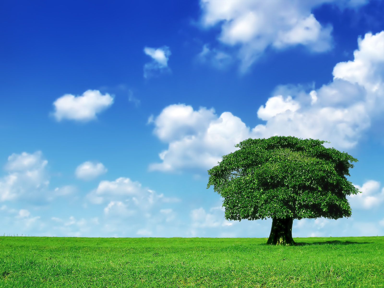 Fond d'ecran Arbre seul dans la prairie