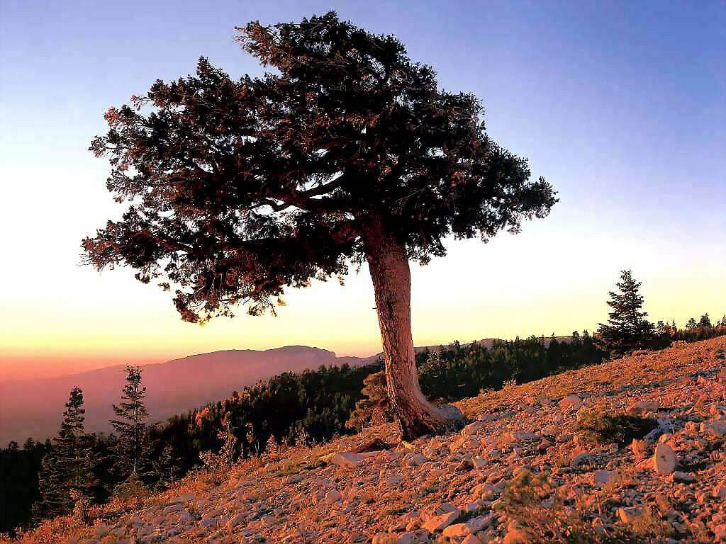 Fond d'ecran Paysage : Plaine et prairie