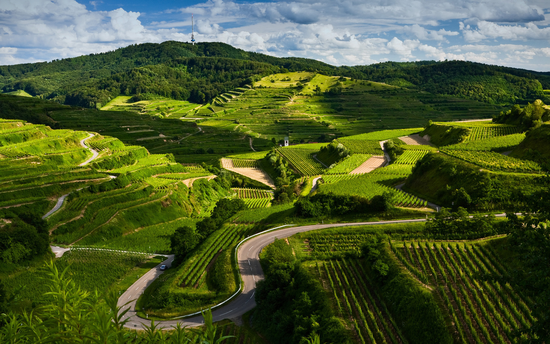 Fond d'ecran Champs en colline