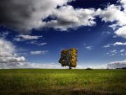 Arbre perdu sur la prairie