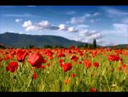 Champ de fleurs