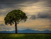 L'arbre de la plaine