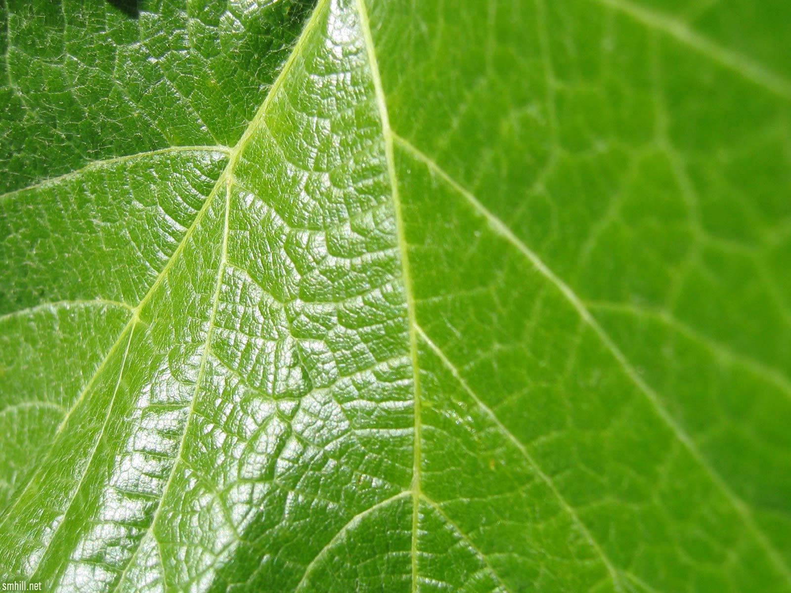 Fond d'ecran Zoom plante verte