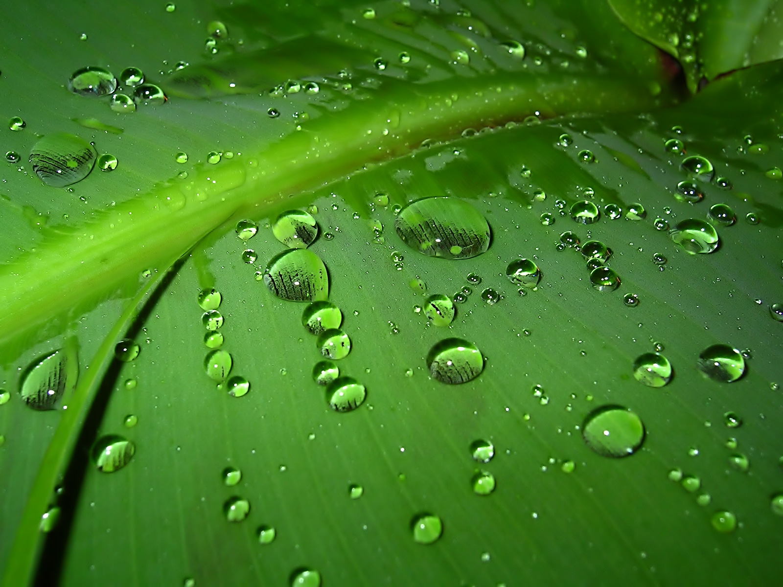 Fond d'ecran Gouttes eau sur plante