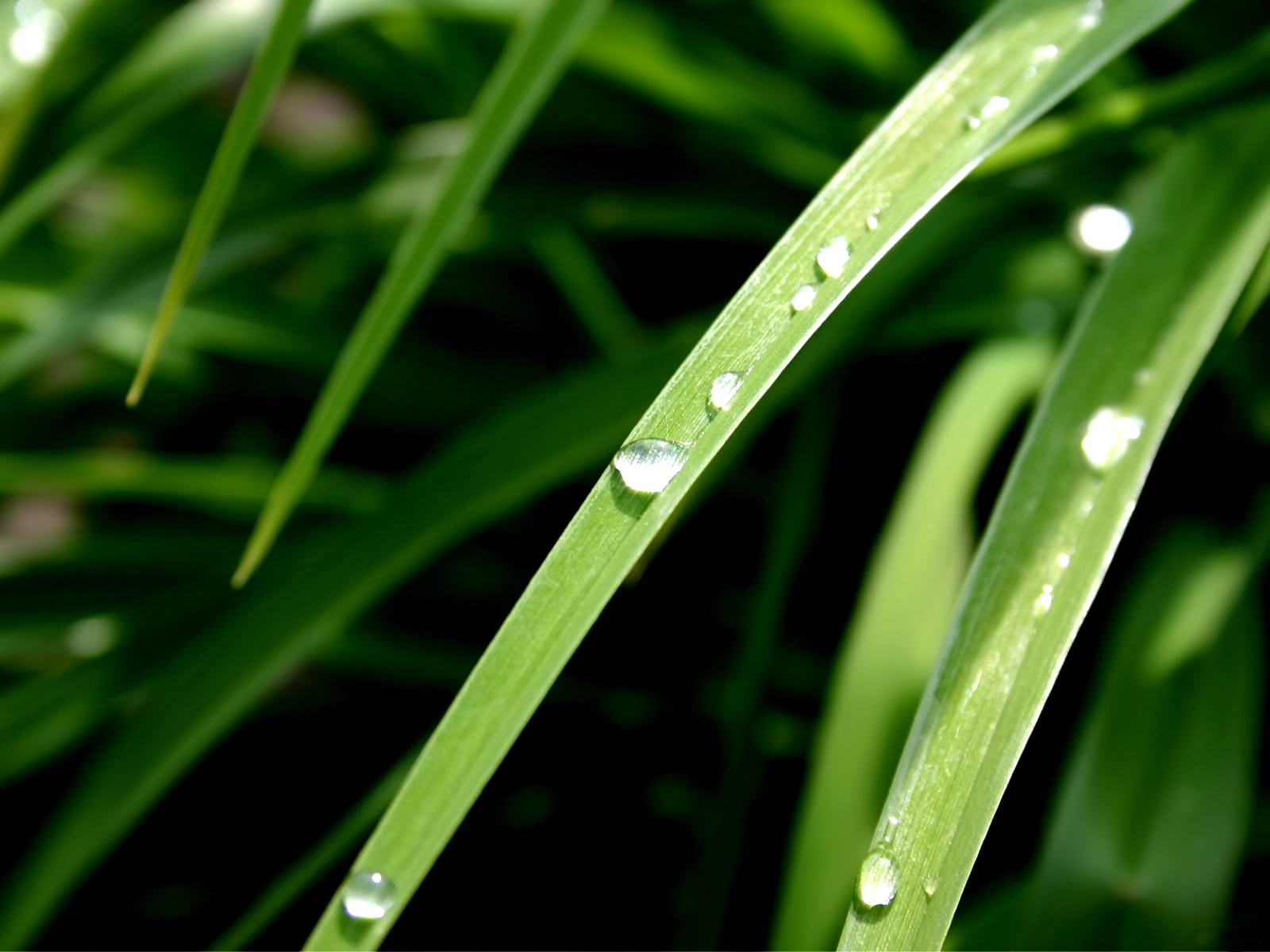 Fond d'ecran Perles de pluie roulantes