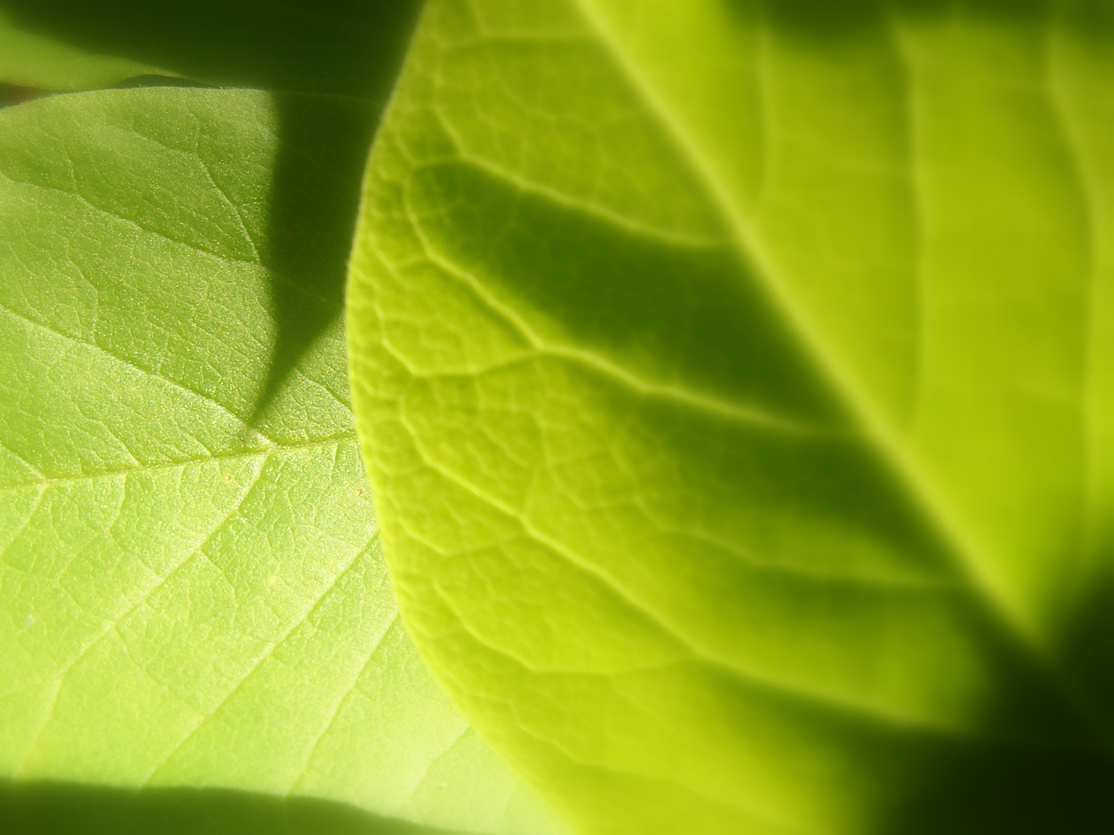 Fond d'ecran Feuilles