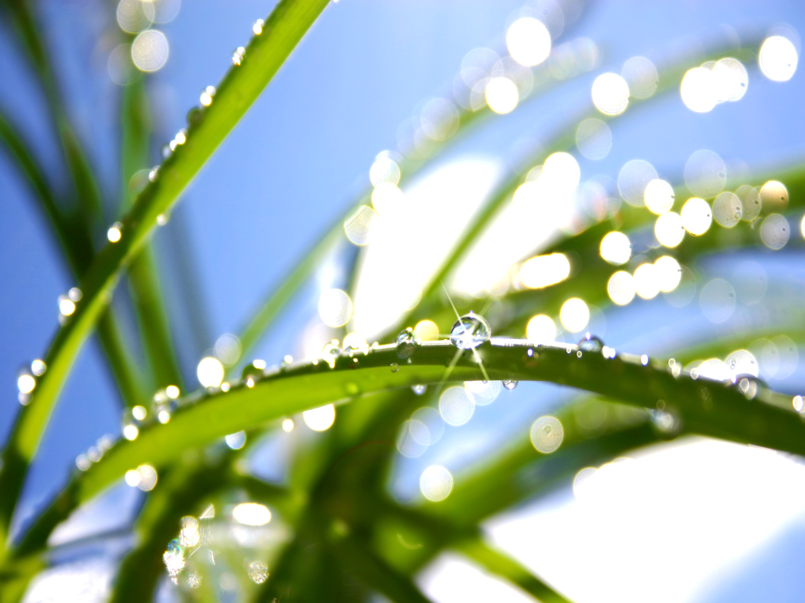 Fond d'ecran Perles de pluie brilles