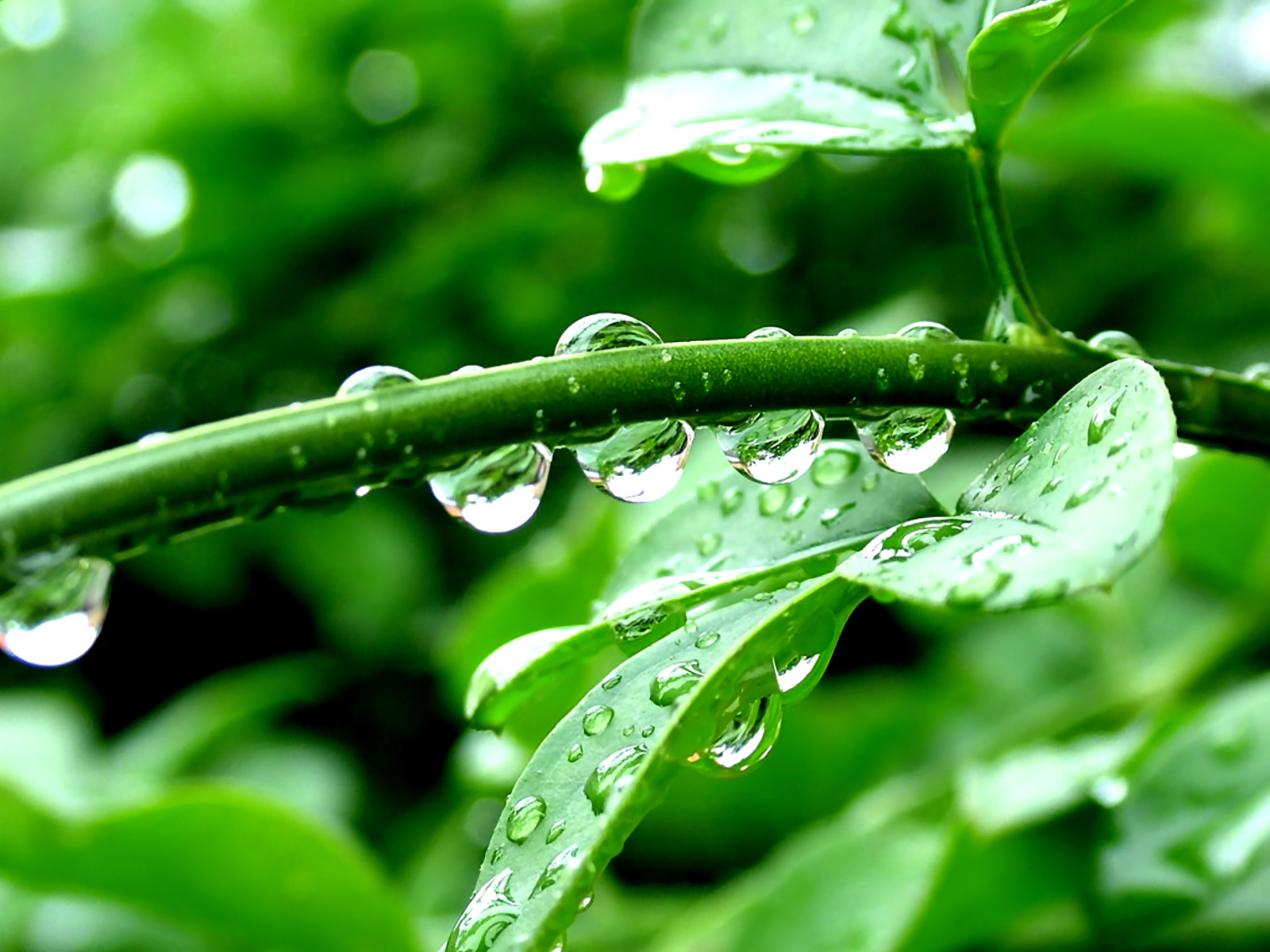 Fond d'ecran Perles de pluie alignes