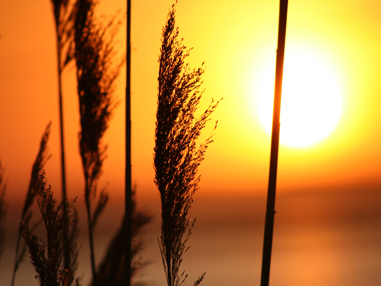 Fond d'ecran Soleil chauffe la vgtation