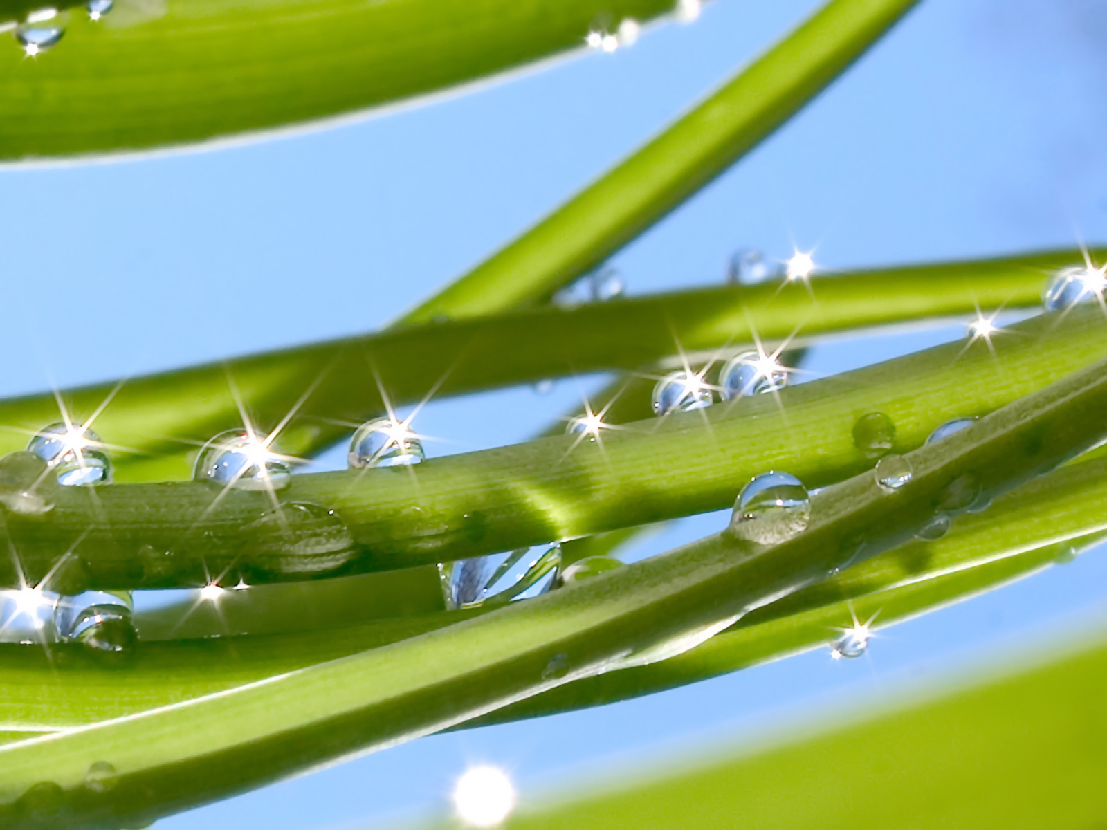 Fond d'ecran Perles de pluie sur plante