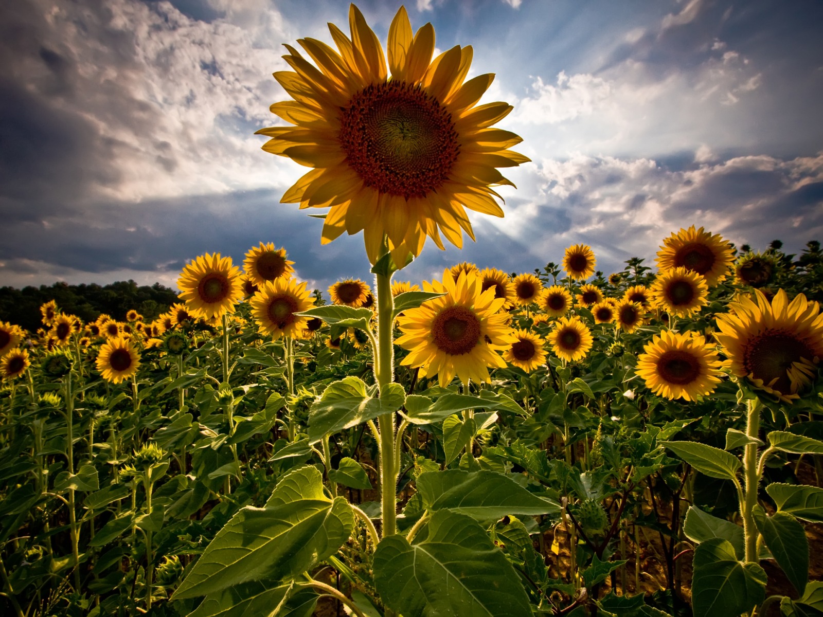 Fond d'ecran Tournesol vers le soleil