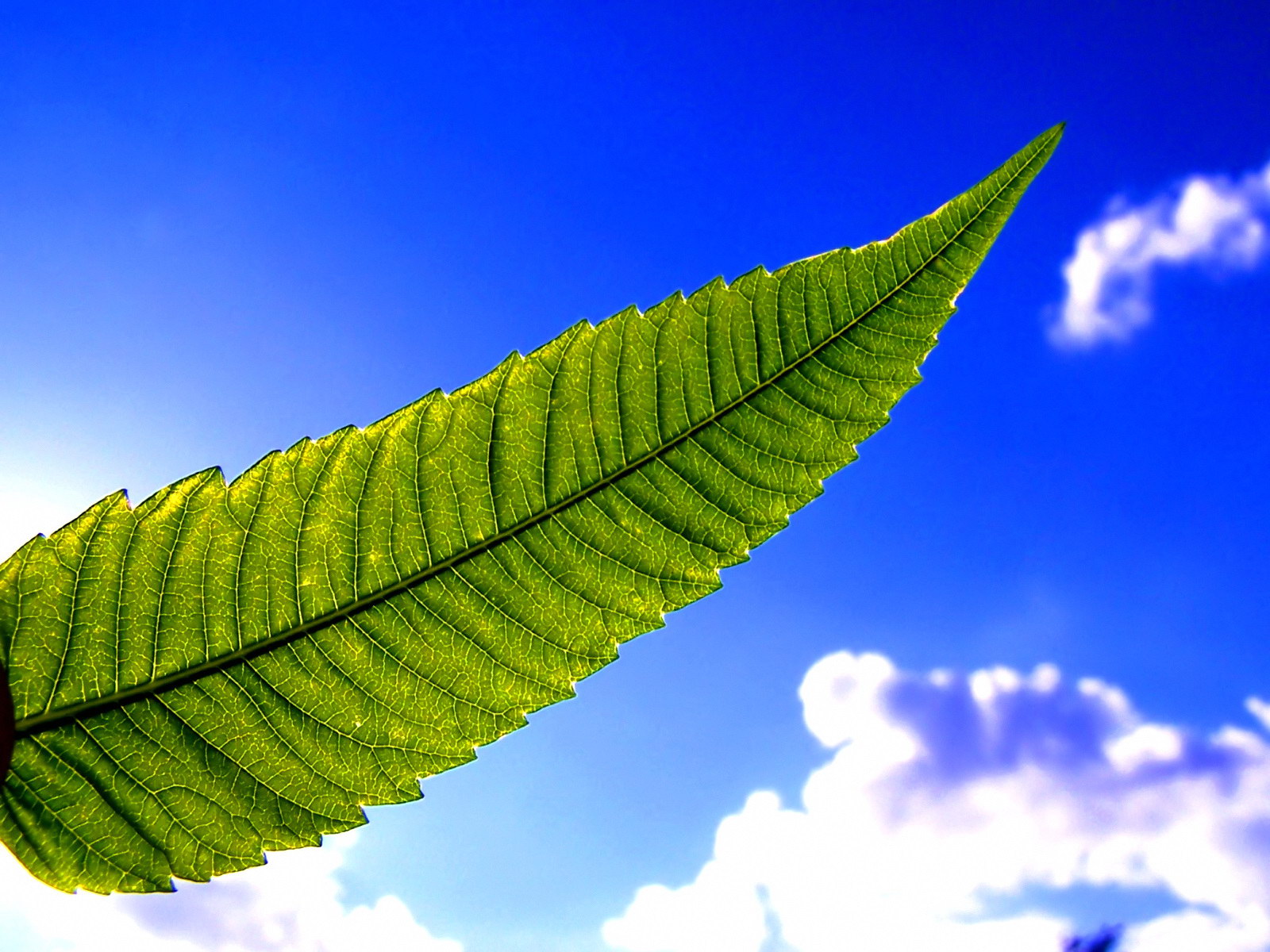 Fond d'ecran Feuille et le ciel