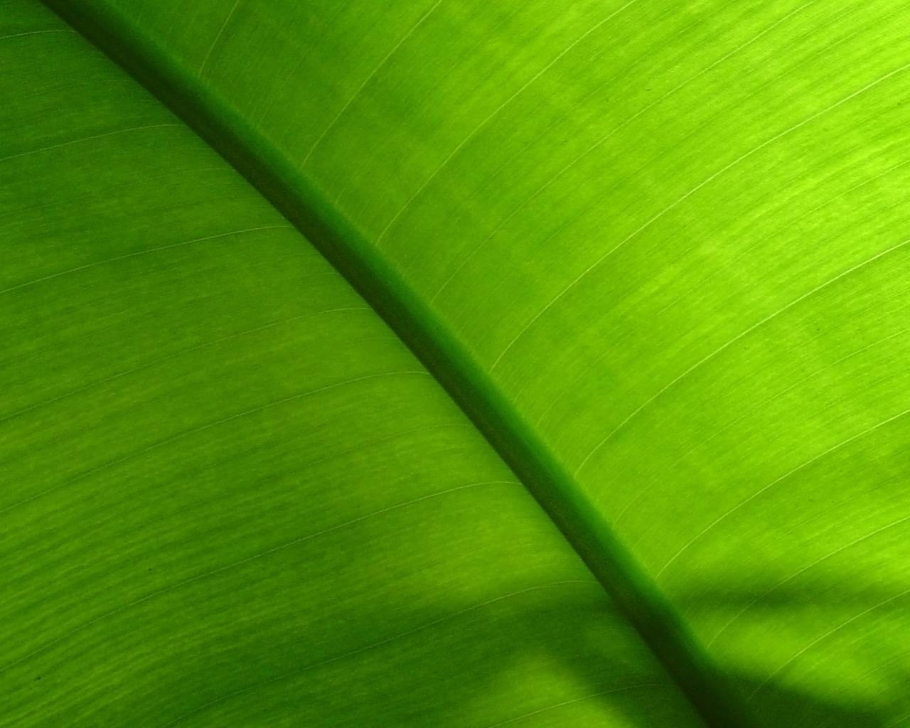 Fond d'ecran Zoom vert chlorophylle