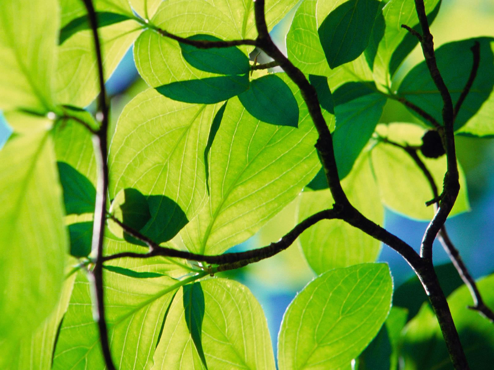 Fond d'ecran Plante