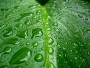 Perles de pluie sur feuille