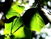 Feuilles vertes sous le soleil