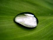 Bille d'eau sur plante