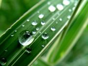 Gouttes d'eau perles sur feuille