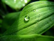 Goutte d'eau sur feuille