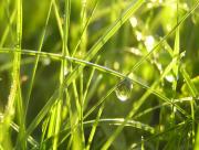 Bulle d'eau dans herbe