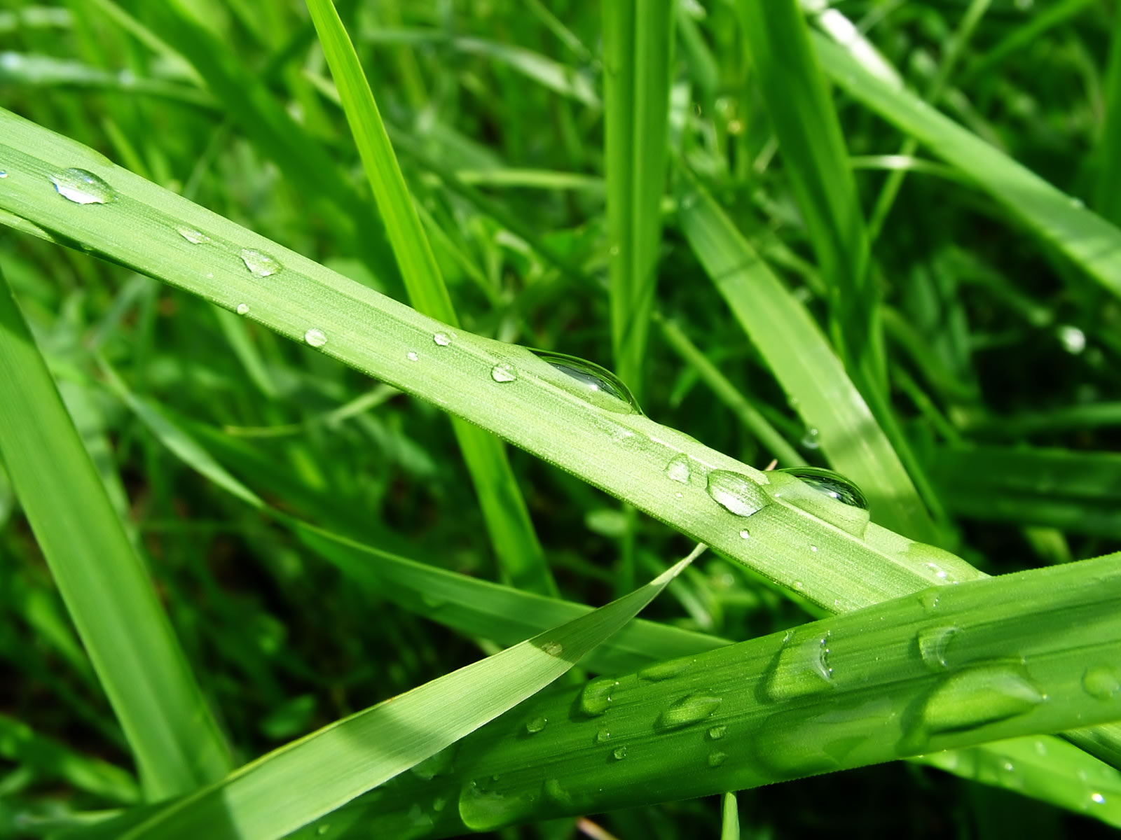 Fond d'ecran Pleine nature