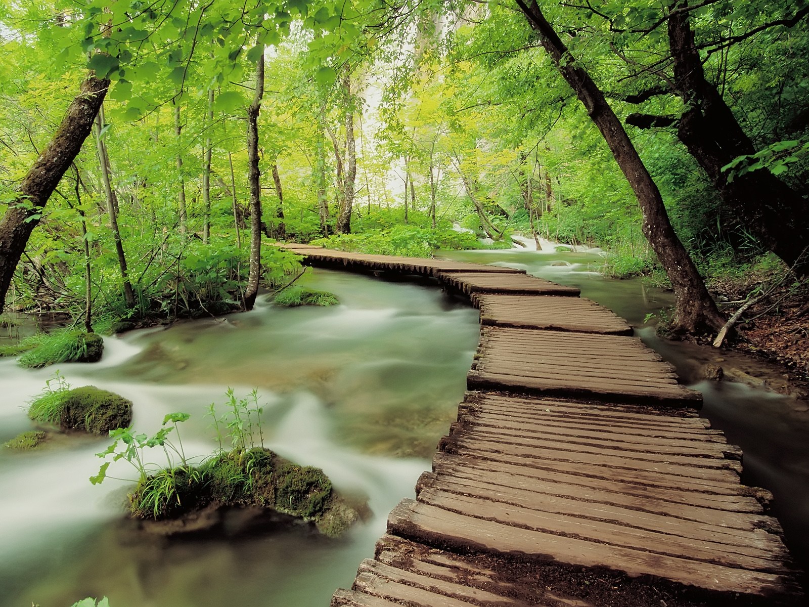 Fond d'ecran Chemin vers la nature