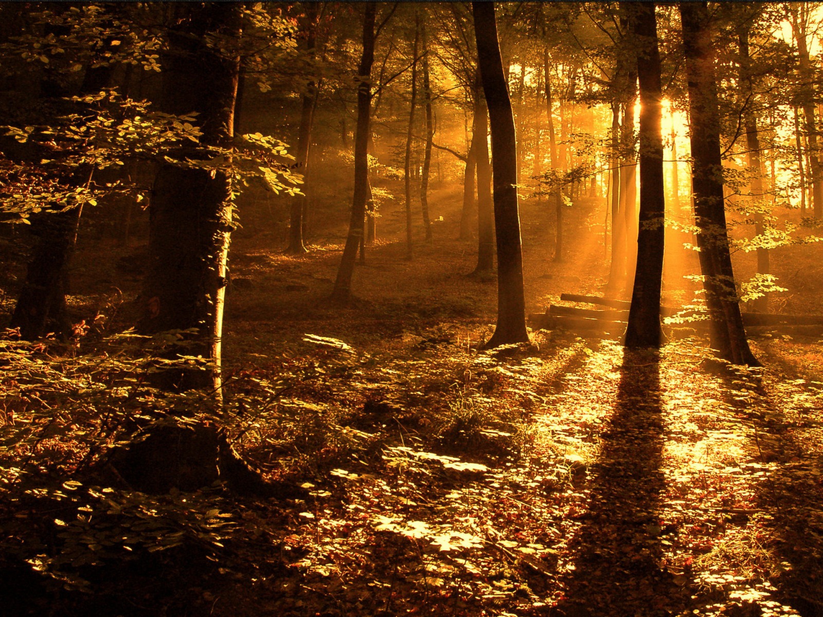 Fond d'ecran Dans les bois