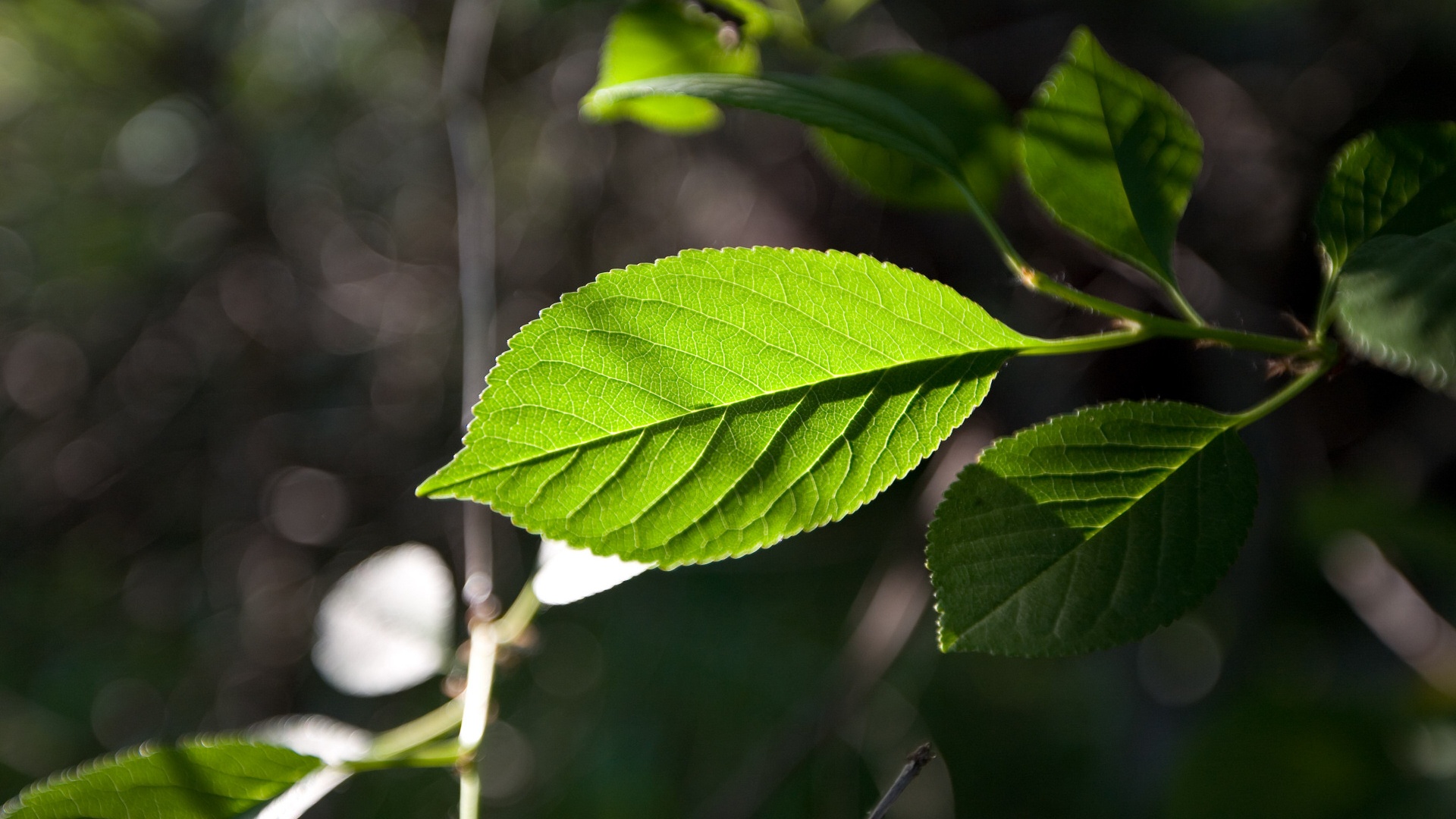 Fond d'ecran Feuille illumine