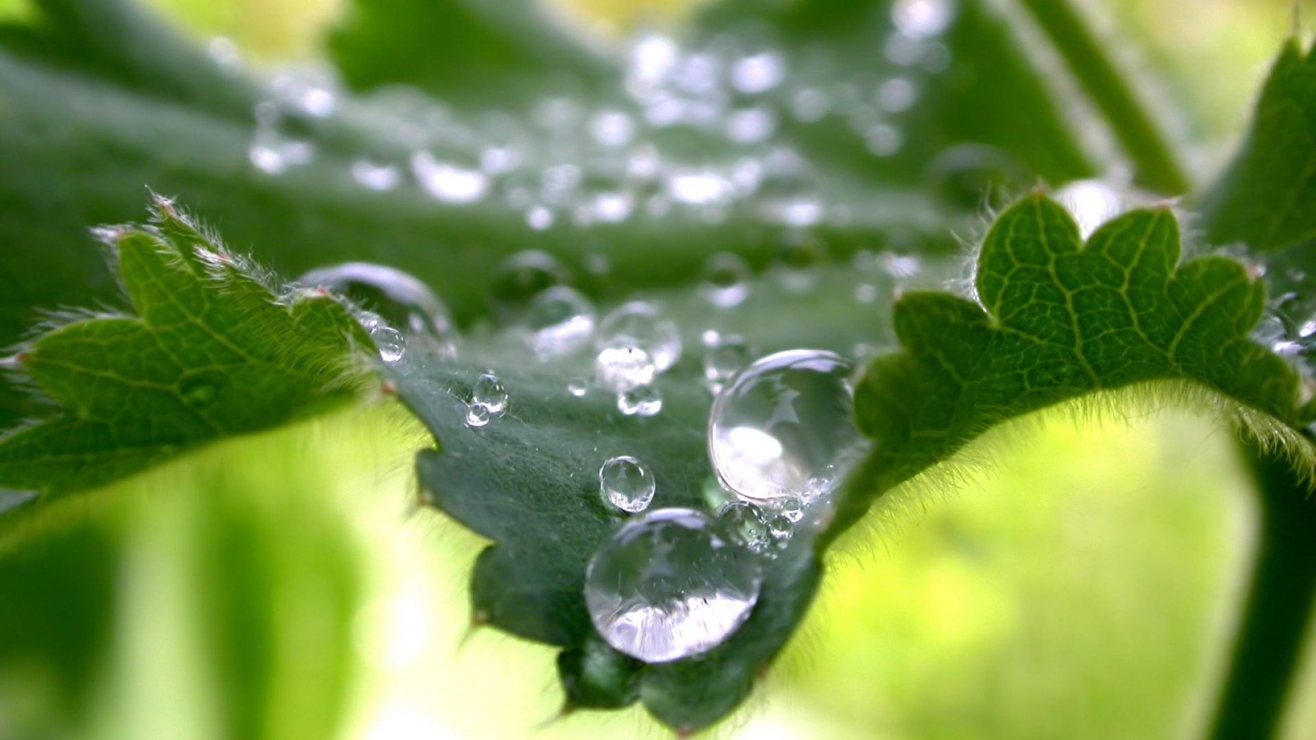 Fond d'ecran Perles de pluie Feuille